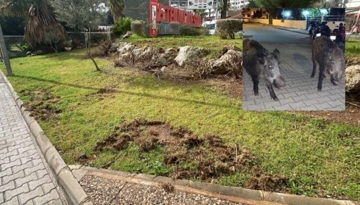 MARMARİS&rsquo;İN &Ccedil;&Ouml;Z&Uuml;LEMEYEN SORUNU: YABAN DOMUZLARI