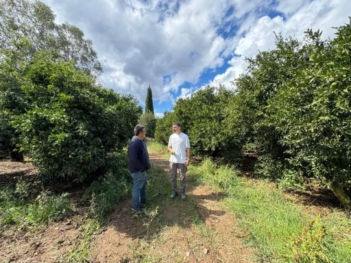 BODRUM’DA ZEYTİN HASADI BAŞLADI