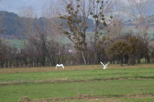 Nadir rastlanan beyaz balık&ccedil;ıl kuşlar Bolu&rsquo;da g&ouml;r&uuml;nt&uuml;lendi
