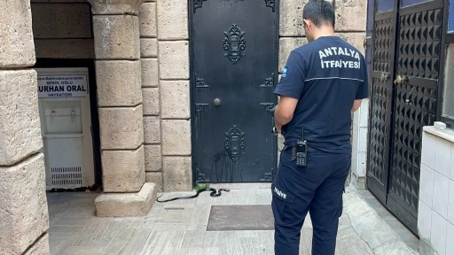Namaza gelen cemaat karşılaştıkları yılanı &ouml;nce oyuncak sandı, hareket edince telefona sarıldı
