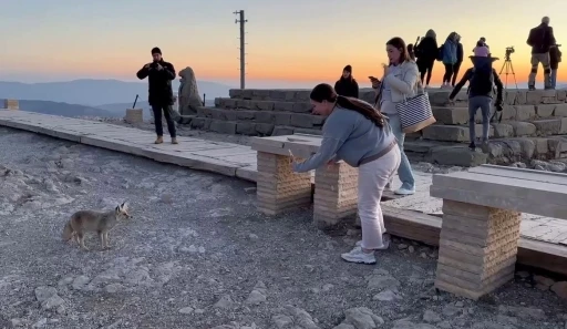 Nemrut Dağı’ndaki sevimli tilki, yerli ve yabancı turistlerin ilgi odağı oldu
