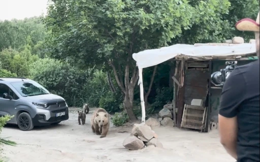 Nemrut’taki ayılar bu kez belgeselcilere saldırdı
