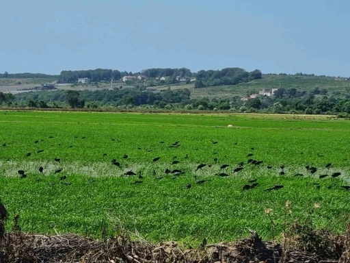 Nesli tehdit altındaki çeltikçi kuşları Sinop’ta görüntülendi
