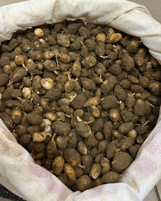 Nesli tehlike altındaki bitkinin yumrularını s&ouml;ken kişiye yarım milyonluk ceza
