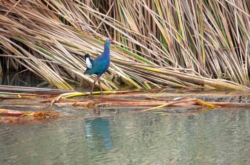 Nesli tehlikedeki &rsquo;saz horozu&rsquo; G&ouml;ksu Deltası&rsquo;nda g&ouml;r&uuml;nt&uuml;lendi
