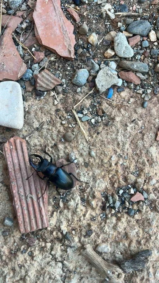 Nesli tükenme tehlikesi altında bulunan böcek türü Diyarbakır’da görüldü
