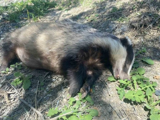 Nesli tükenme tehlikesi altında olan Avrupa porsuğu ölü bulundu
