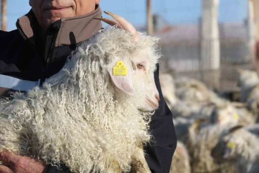 Nesli t&uuml;kenme tehlikesi altında olan bin 200 Ankara ke&ccedil;isine g&ouml;zleri gibi bakıyorlar
