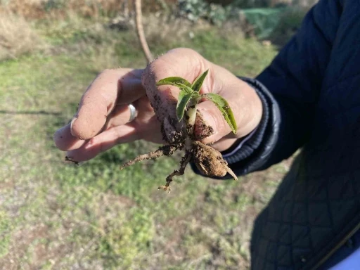 Nesli t&uuml;kenme tehlikesi altında olan salep Eskişehir&rsquo;de yeniden hayat buluyor
