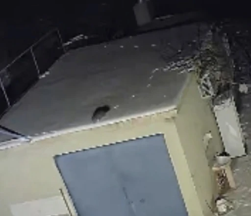 Nesli t&uuml;kenme tehlikesi altında olan sansar g&ouml;r&uuml;nt&uuml;lendi
