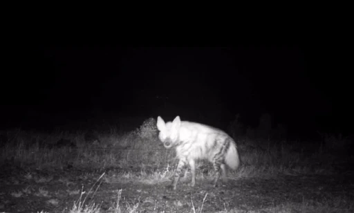 Nesli t&uuml;kenme tehlikesindeki &ccedil;izgili sırtlan fotokapana yakalandı
