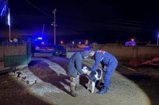 Nevşehir&rsquo;de b&uuml;y&uuml;kbaş hayvan hırsızları jandarmadan ka&ccedil;amadı

