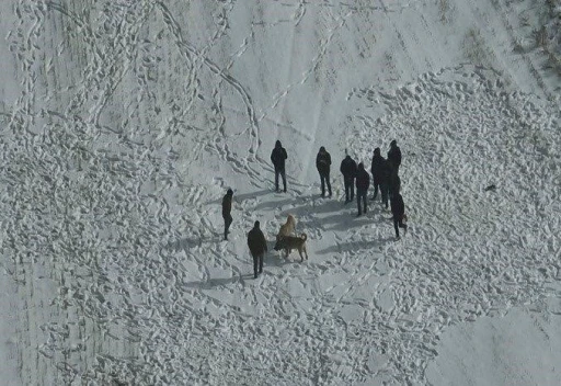 Nevşehir&rsquo;de k&ouml;pek d&ouml;v&uuml;ş&uuml;ne jandarma baskını
