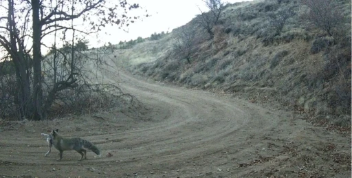 Nevşehir&rsquo;de yaban hayatı fotokapan ile g&ouml;r&uuml;nt&uuml;lendi
