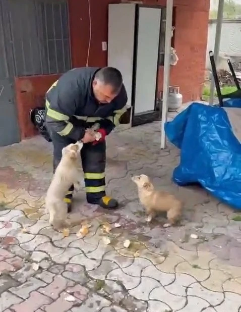 Niğde&rsquo;de baraj taşkınında mahsur kalan 2 yavru k&ouml;pek itfaiye ekiplerince kurtarıldı
