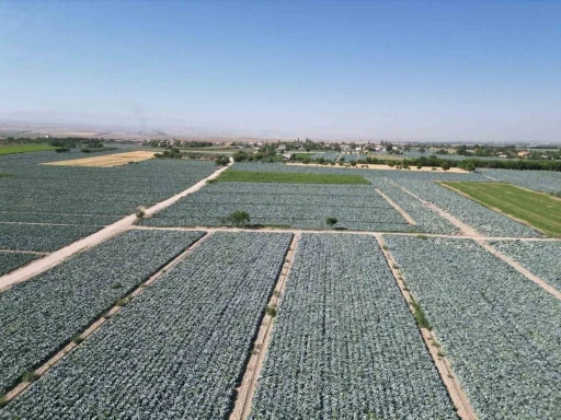 Niğde’de beyaz lahana hasadı başladı: Ata tohumunun bereketi tarlalarda
