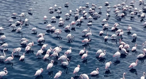 Niğde’de flamingoların görsel şöleni havadan görüntülendi
