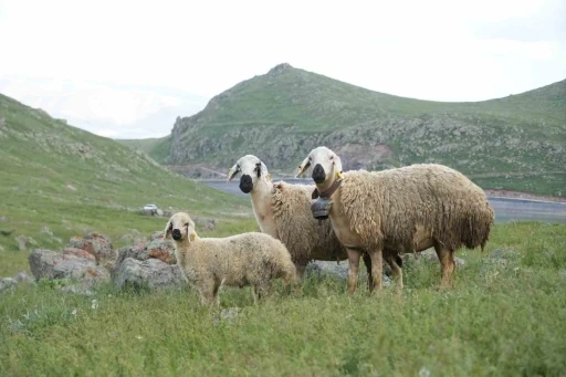 Niğde&rsquo;de k&uuml;&ccedil;&uuml;kbaş hayvancılığa dev destek
