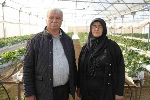 Niğde’de topraksız tarım yöntemiyle çilek üretimi kadın emeğiyle büyüyor
