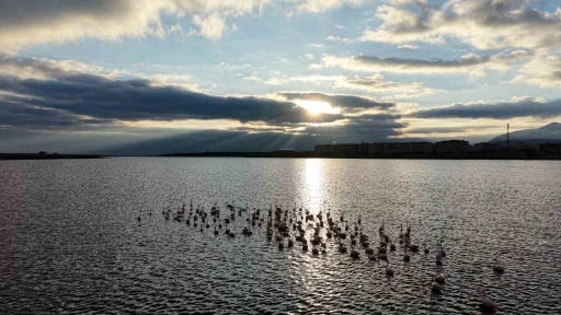 Niğde&rsquo;deki Akkaya Barajı&rsquo;nda flamingo ş&ouml;leni başladı
