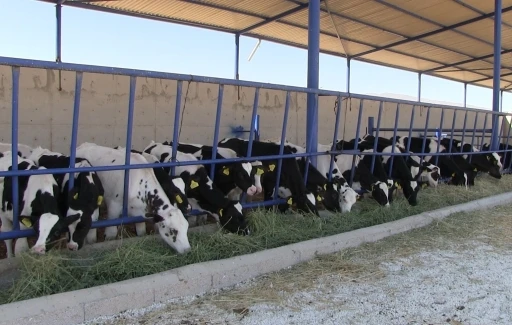 Niğde&rsquo;nin Kiledere beldesi şap hastalığı nedeniyle karantinaya alındı

