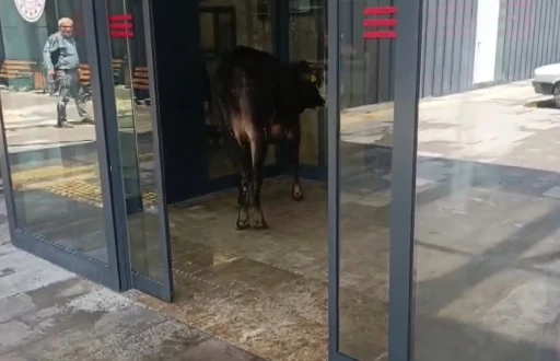 Nizip&rsquo;te ka&ccedil;an kurbanlık dana soluğu acil serviste aldı
