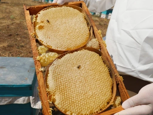 NÖHÜ’nün arı kovanlarından 2 ton bal elde edildi
