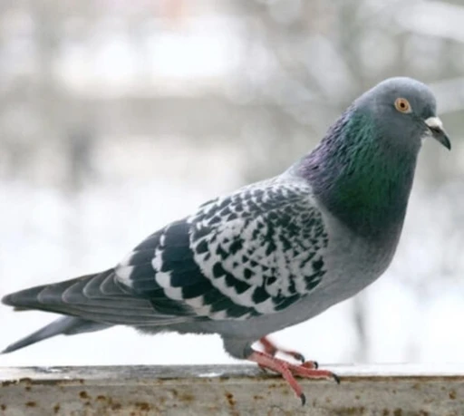 O anlar kamerada: Kasklı ş&uuml;pheli damdaki kuşları &ccedil;aldı
