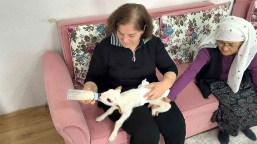 &Ouml;ks&uuml;z kuzu "Balım", Şenol ailesinin şefkatiyle hayata tutundu
