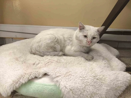 Okul, sokak kedisinin yuvası oldu
