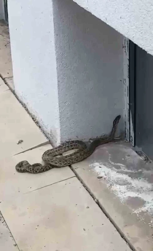 Okul Bahçesinde Görülen Yılan Yakalanarak Doğaya Bırakıldı