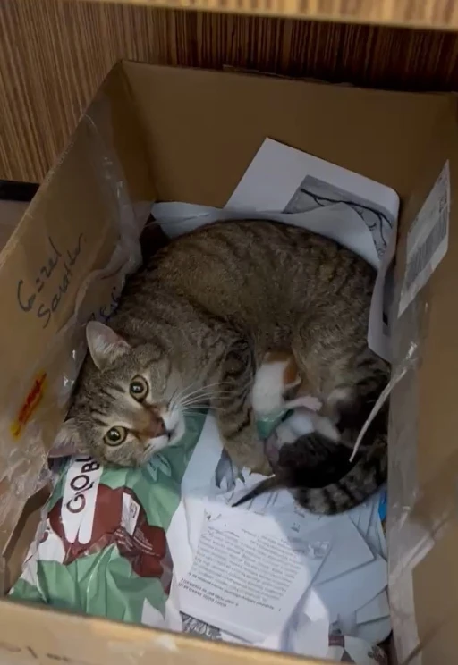 Okulun maskot kedisi yavrularını &ouml;ğretmenler odasına taşıdı
