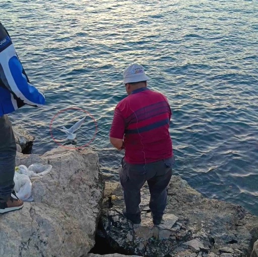 Oltaya bu kez balık yerine martı takıldı
