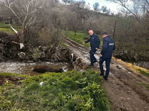 Ölü büyükbaş hayvan dereye bırakıldı, o anlar cep telefonu kamerasına yansıdı
