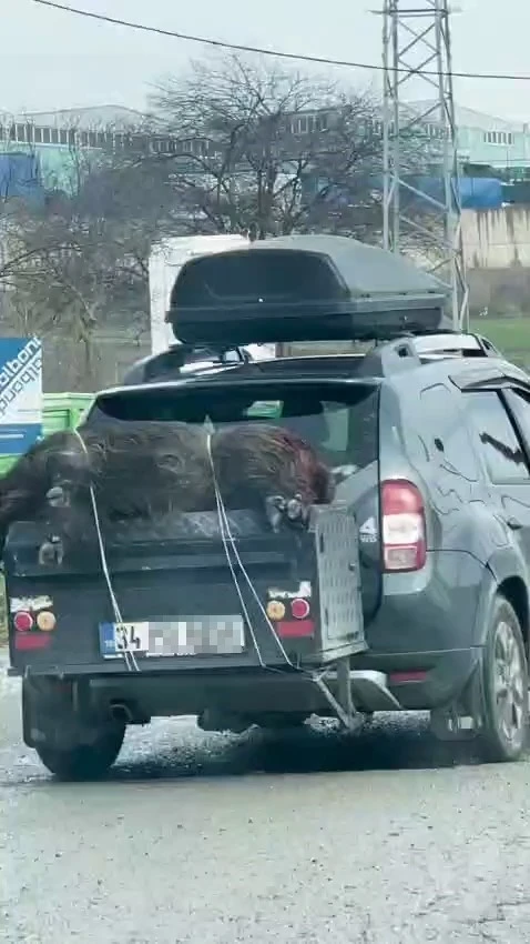 &Ouml;l&uuml; domuzu aracın arkasında taşıdılar