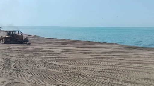 Ölü yunus balığı sahile vurdu
