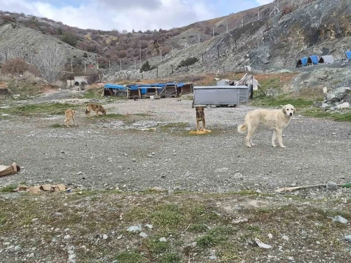 Onlarca k&ouml;pek bu yuvalarda ısınıyor
