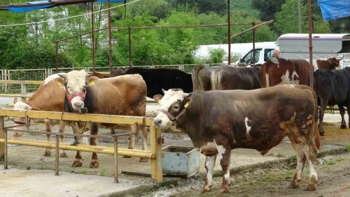 Ordu&rsquo;da besiciler, gurbet&ccedil;ilerin yolunu g&ouml;zl&uuml;yor
