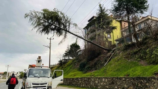 Ordu&rsquo;da &ccedil;am ağacı y&uuml;ksek gerilim hattına devrildi

