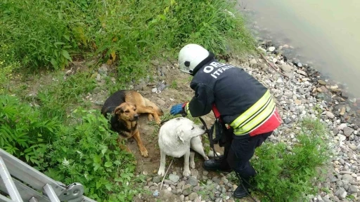Ordu&rsquo;da ırmak yatağında mahsur kalan k&ouml;pekleri itfaiye kurtardı
