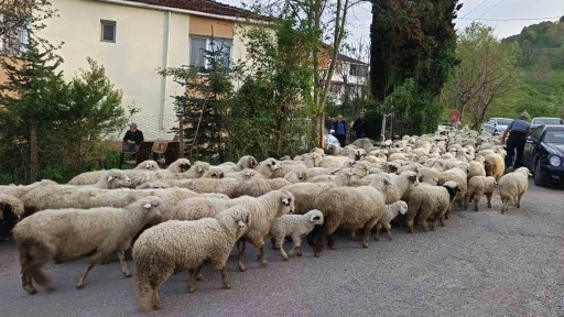 Ordu&rsquo;da koyunların yayla yolculuğu
