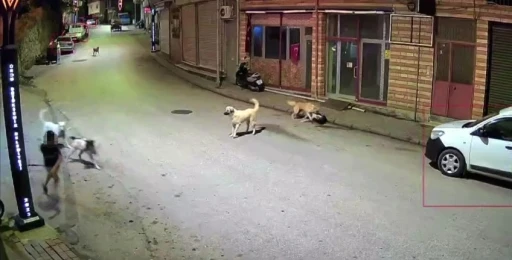 Ordu’da küçük çocuk sokak köpeklerinin saldırısına uğradı