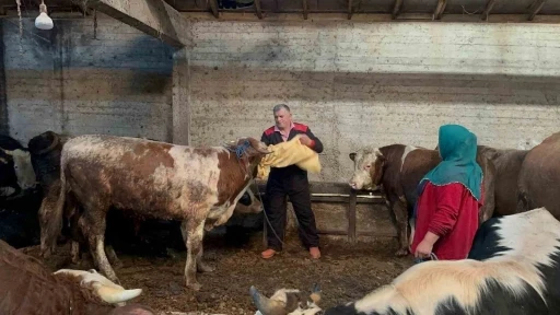 Ordu&rsquo;da kurbanlık hayvan pazarlarında hareketlilik başladı
