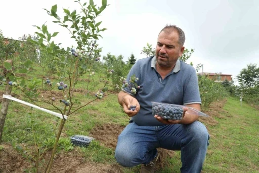 Ordu’da mavi yemiş üretimi yüz güldürüyor: Kilogramı 500 TL
