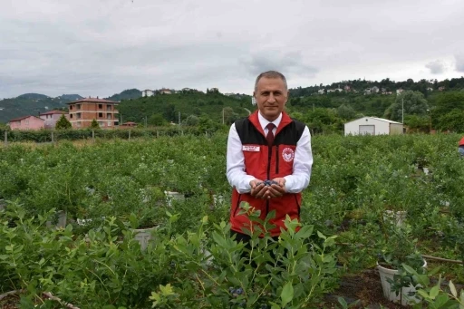 Ordu&rsquo;da maviyemiş hasadı başladı
