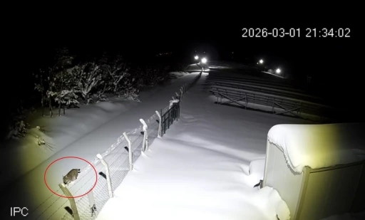 Ordu&rsquo;da nesli t&uuml;kenmekte olan vaşak g&ouml;r&uuml;nt&uuml;lendi
