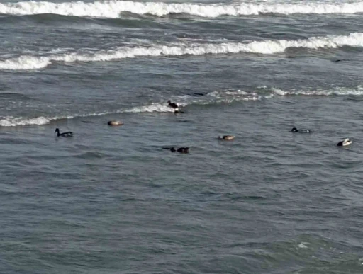 Ordu’da yaban ördekleri şöleni: 11 kuşluk sürü görüntülendi
