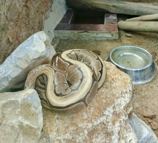 Ordu&rsquo;da yasa dışı bulundurulan piton ele ge&ccedil;irildi
