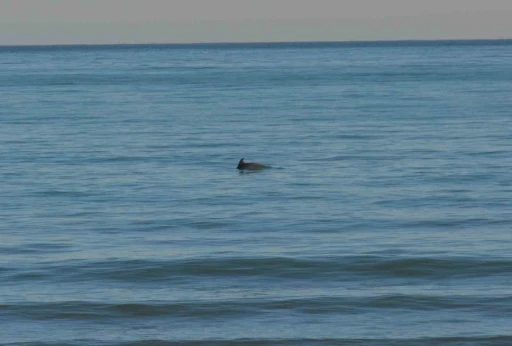 Ordu’da Yunus şöleni: Balık avı kameralara yansıdı
