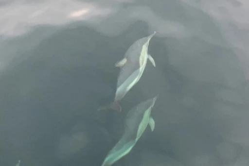 Ordu’da yunusların balıkçı tekneleriyle yarışması görsel şölen oluşturdu
